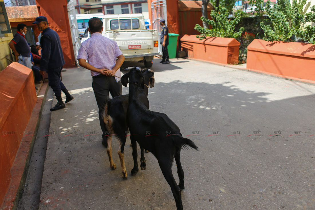 SunilPradhan_Livestock_12khariphotos (11)1664444269.JPG